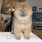Chow's Who