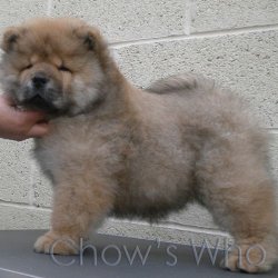 Chow's Who