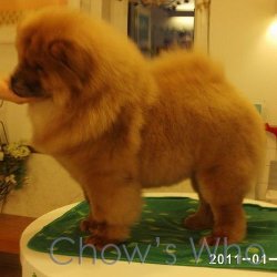 Chow's Who