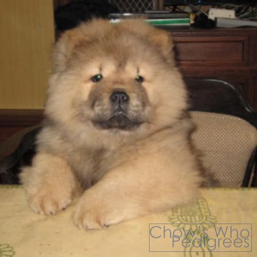 Chow's Who