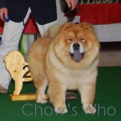 Chow's Who
