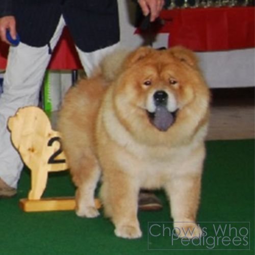 Chow's Who