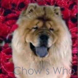 Chow's Who