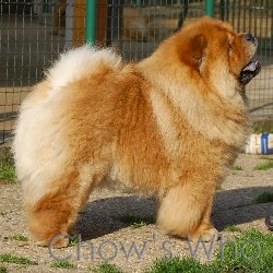 Chow's Who