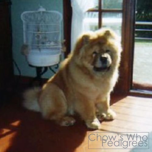 Chow's Who