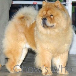 Chow's Who