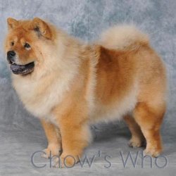 Chow's Who