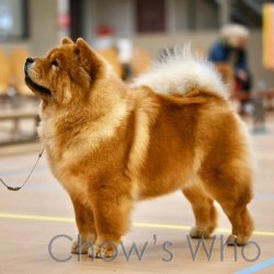 Chow's Who