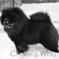 Chow's Who