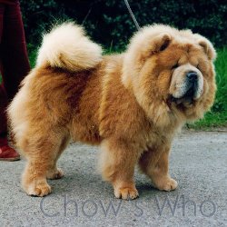 Chow's Who
