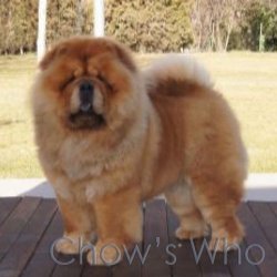 Chow's Who
