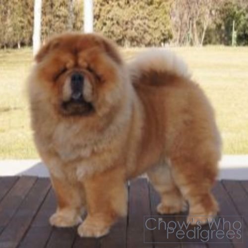 Chow's Who