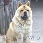 Chow's Who