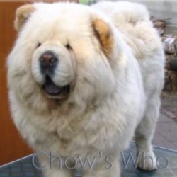 Chow's Who