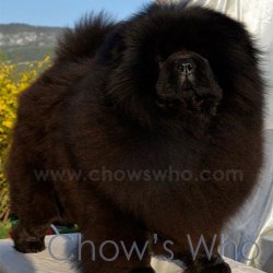 Chow's Who