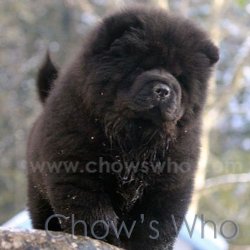 Chow's Who