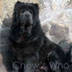Chow's Who