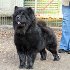 Chow's Who