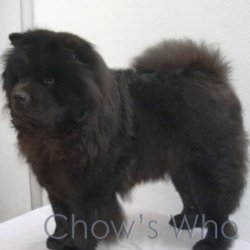 Chow's Who