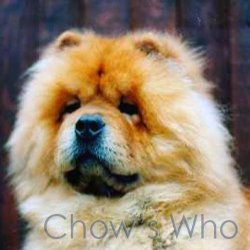 Chow's Who
