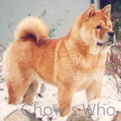 Chow's Who