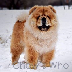 Chow's Who