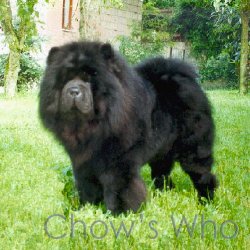 Chow's Who