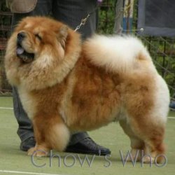Chow's Who