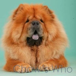 Chow's Who