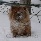 Chow's Who