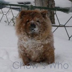 Chow's Who