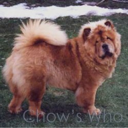 Chow's Who