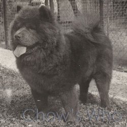 Chow's Who