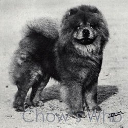 Chow's Who
