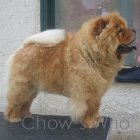Chow's Who