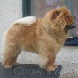Chow's Who