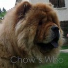 Chow's Who