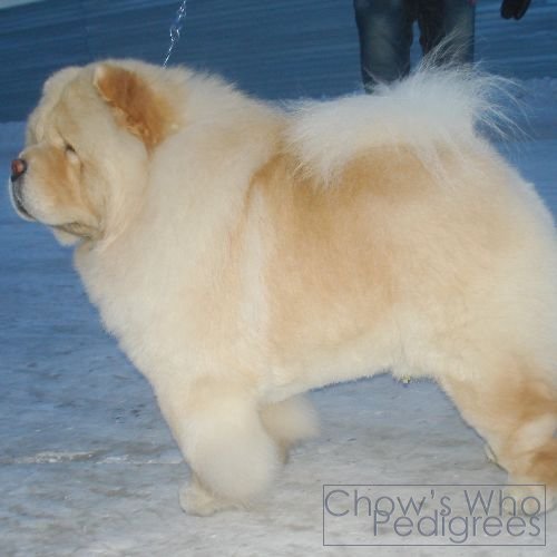 Chow's Who