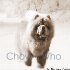 Chow's Who