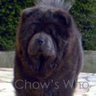 Chow's Who