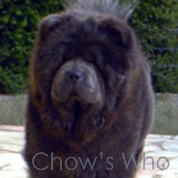 Chow's Who