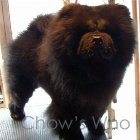 Chow's Who
