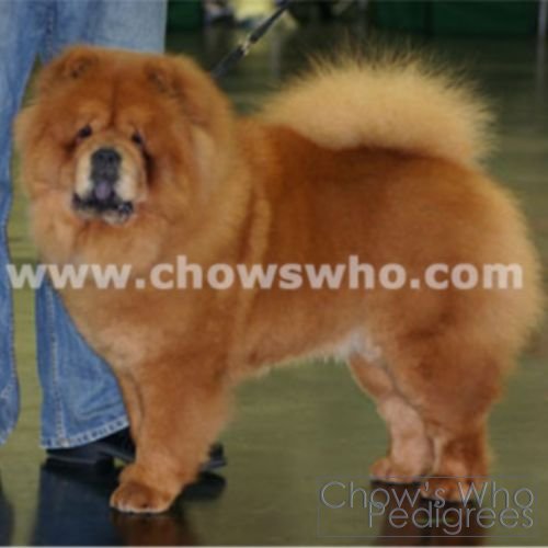 Chow's Who