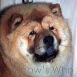Chow's Who