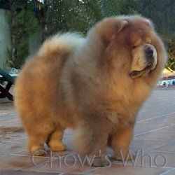Chow's Who