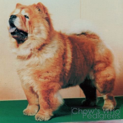 Chow's Who