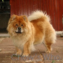 Chow's Who