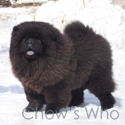 Chow's Who