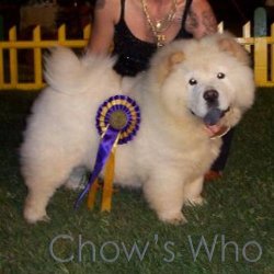 Chow's Who
