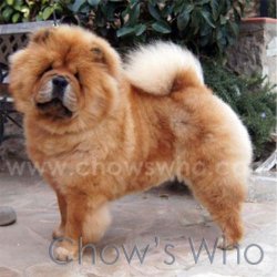 Chow's Who